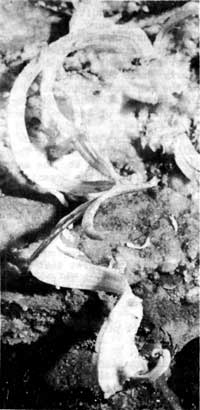cave formation