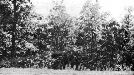 view along Skyline Drive