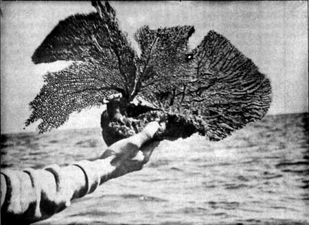 sea fan