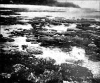 coral reef