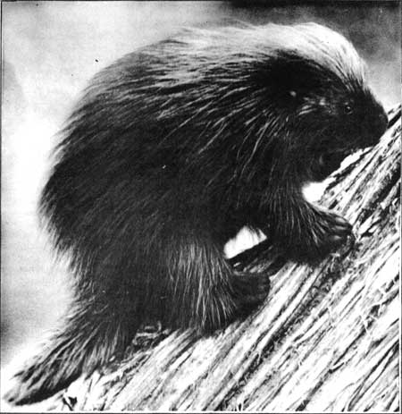 porcupine