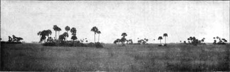 Sawgrass prairies
