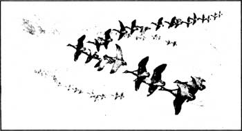 geese