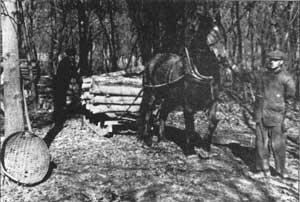 hauling in the wood