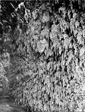 ferns