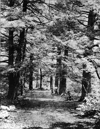 forest