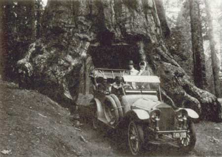 drive-through tree in Yosemite NP