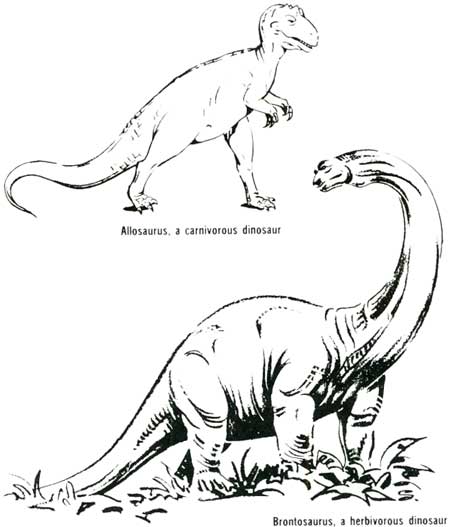 Allosaurus, a carnivorous dinosaur; Brontosaurus, a herbivorous dinosaur