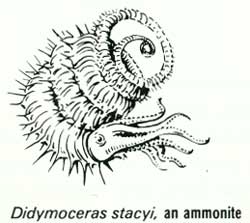 Didymoceras stacyi, an ammonite