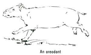 An oreodont