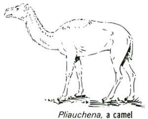 Pliauchena, a camel