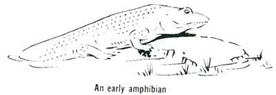 An early amphibian