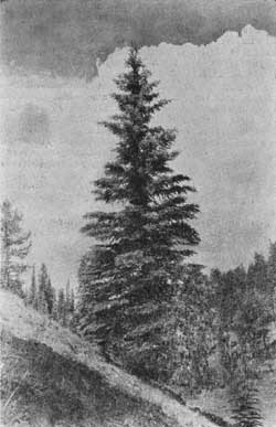 Colorado Blue Spruce