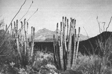 organ pipe cactus