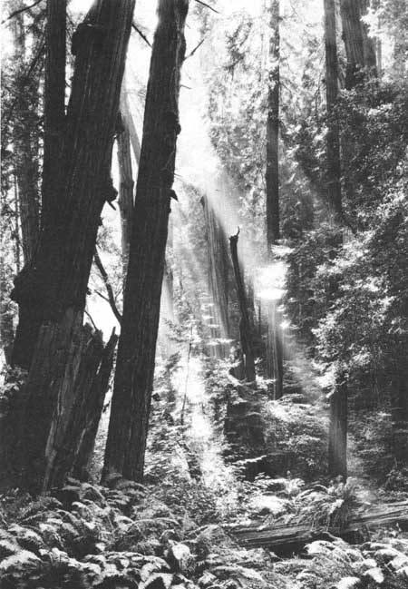trees