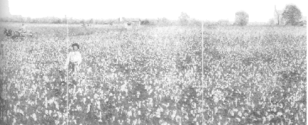 King Cotton