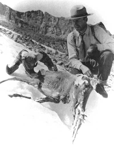Beatty with bighorn sheep carcass