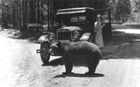 black bears