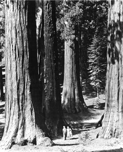 giant sequoias