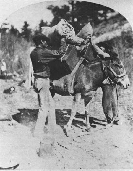 hispano muleteer