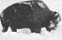 bison