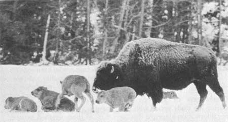 bison