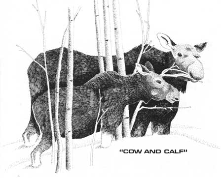 sketch: Cow and Calf