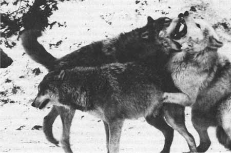 Wolf Sexing