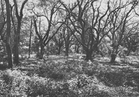 live oak forest