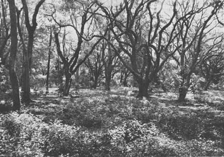 live oak forest