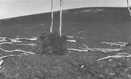 tree snags with shrubs