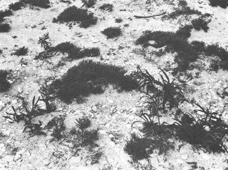 beach heath and seaside goldenrod