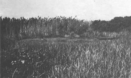 salt marsh