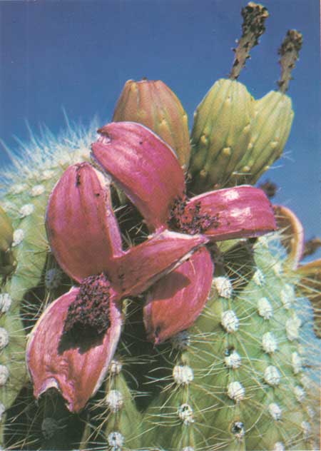 saguaro fruits