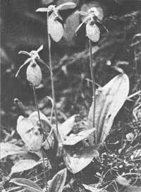 lady slipper