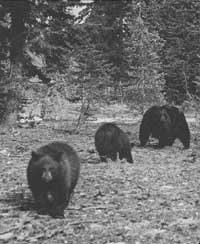 black bears