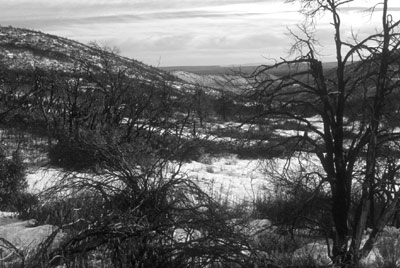 wildfire aftermath