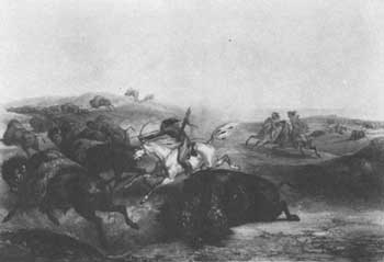 buffalo hunt