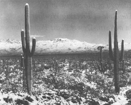 snow-covered saguaros