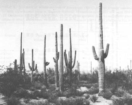 saguaros