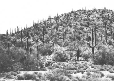 saguaros