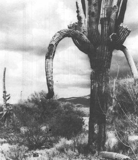 saguaro