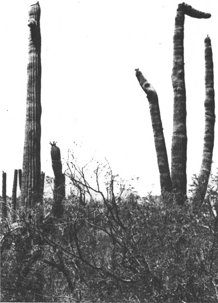 saguaro