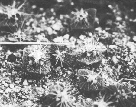 saguaro seedling