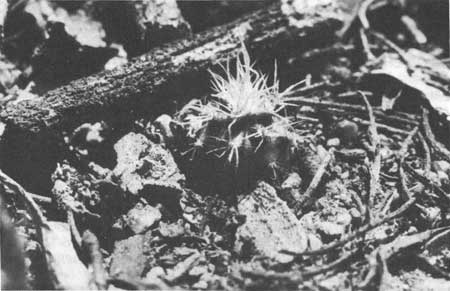 young saguaro