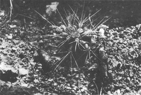 juvenile saguaro