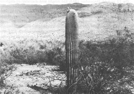 adult saguaro