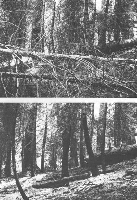 forest
