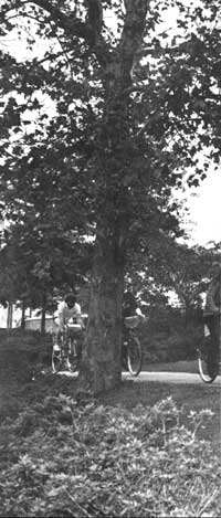 forested bike path