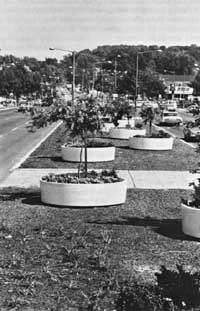 container plantings